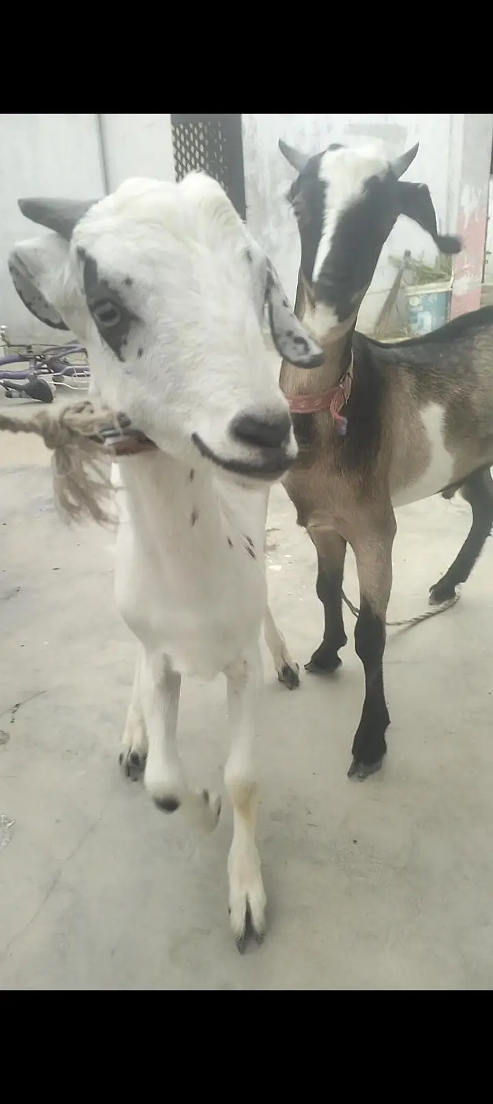 Tapry Bakry Qurbani 2027 — photo 7
