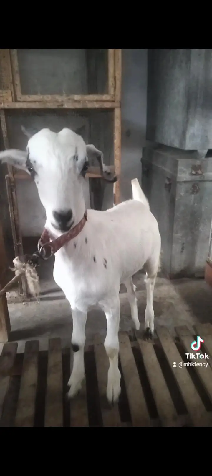 Tapry Bakry Qurbani 2027 — photo 8