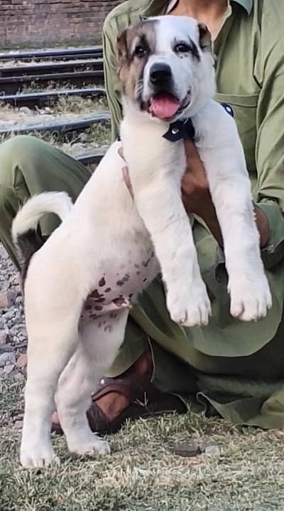 King alabai | alabai puppies pair | alabai dog for sale | Alabai