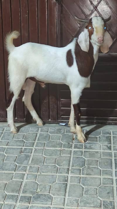 ABLUCK MALE PINK NOSE