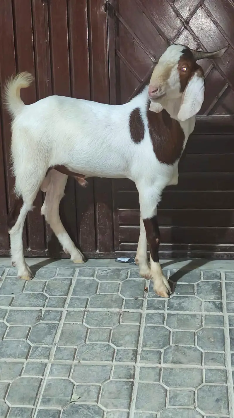 ABLUCK MALE PINK NOSE — photo 3