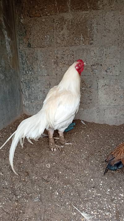 Aseel hens