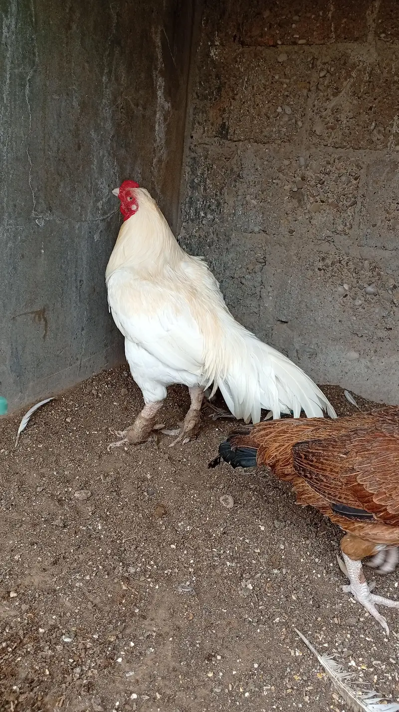 Aseel hens — photo 2