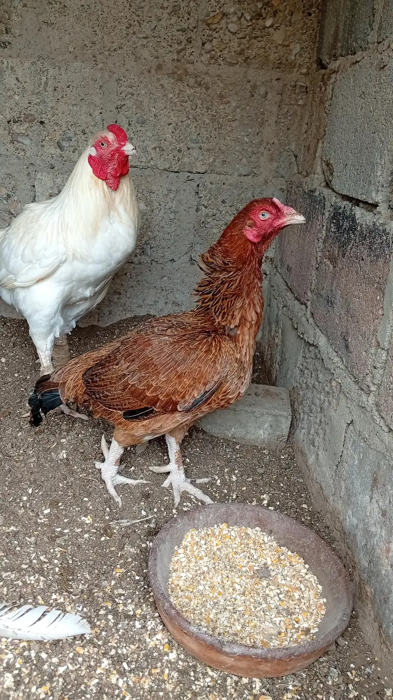 Aseel hens — photo 3