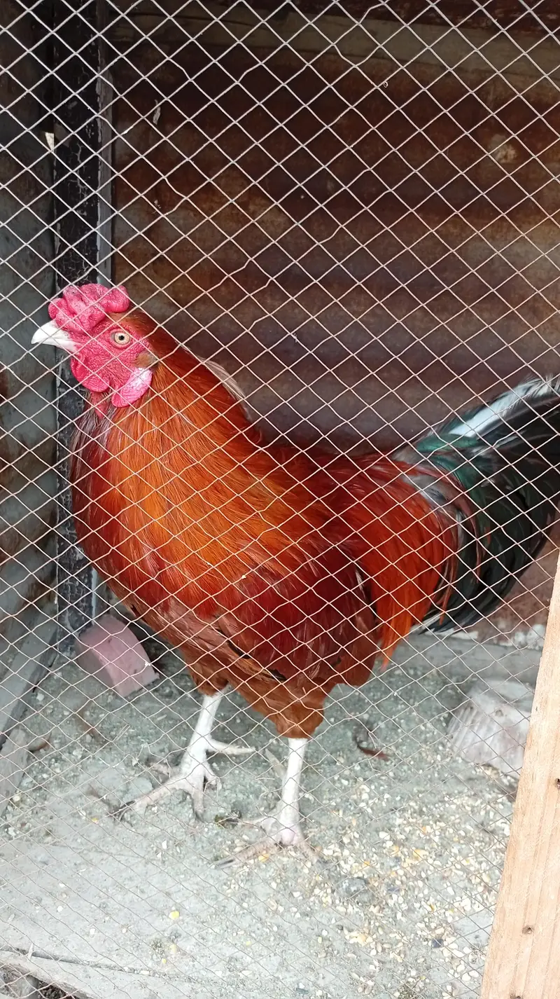 Aseel hens — photo 4