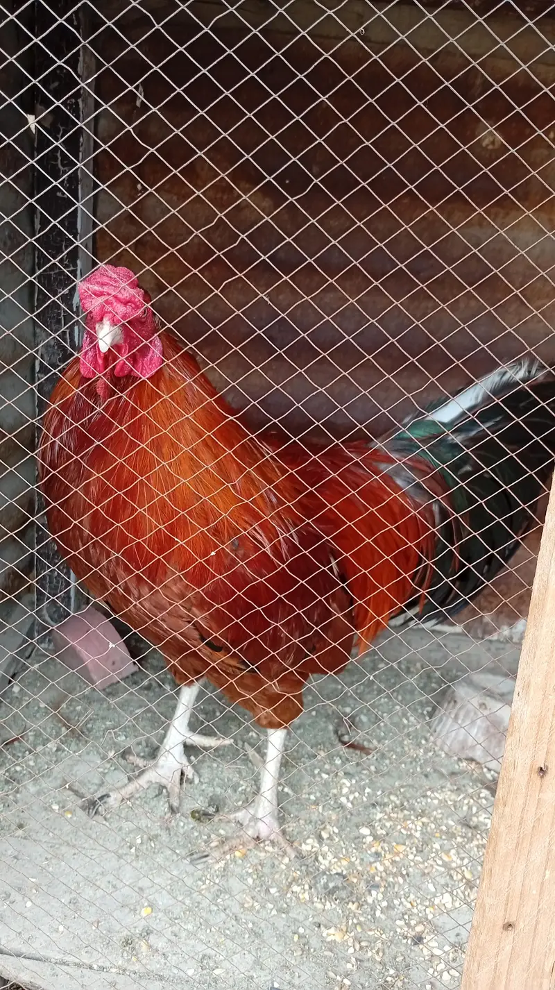 Aseel hens — photo 5