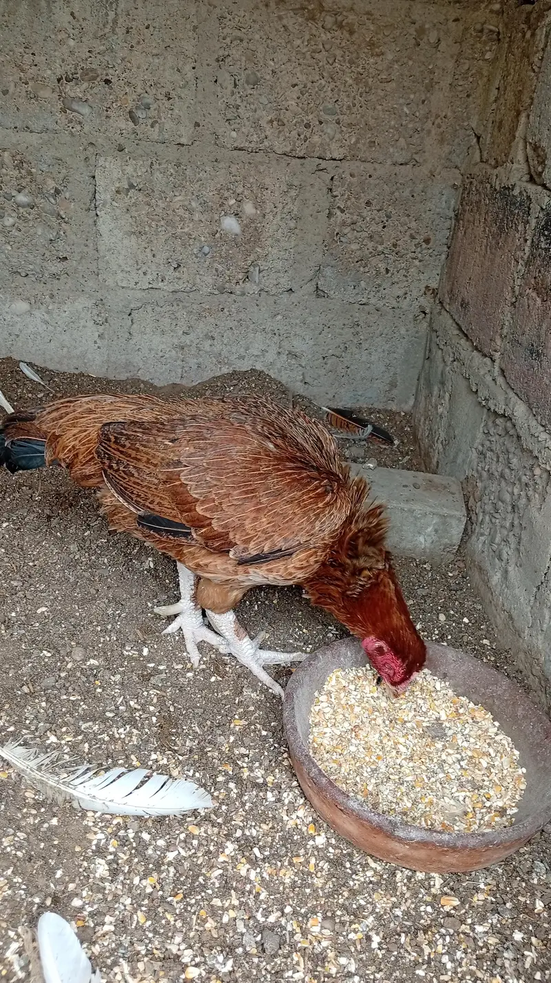 Aseel hens — photo 6
