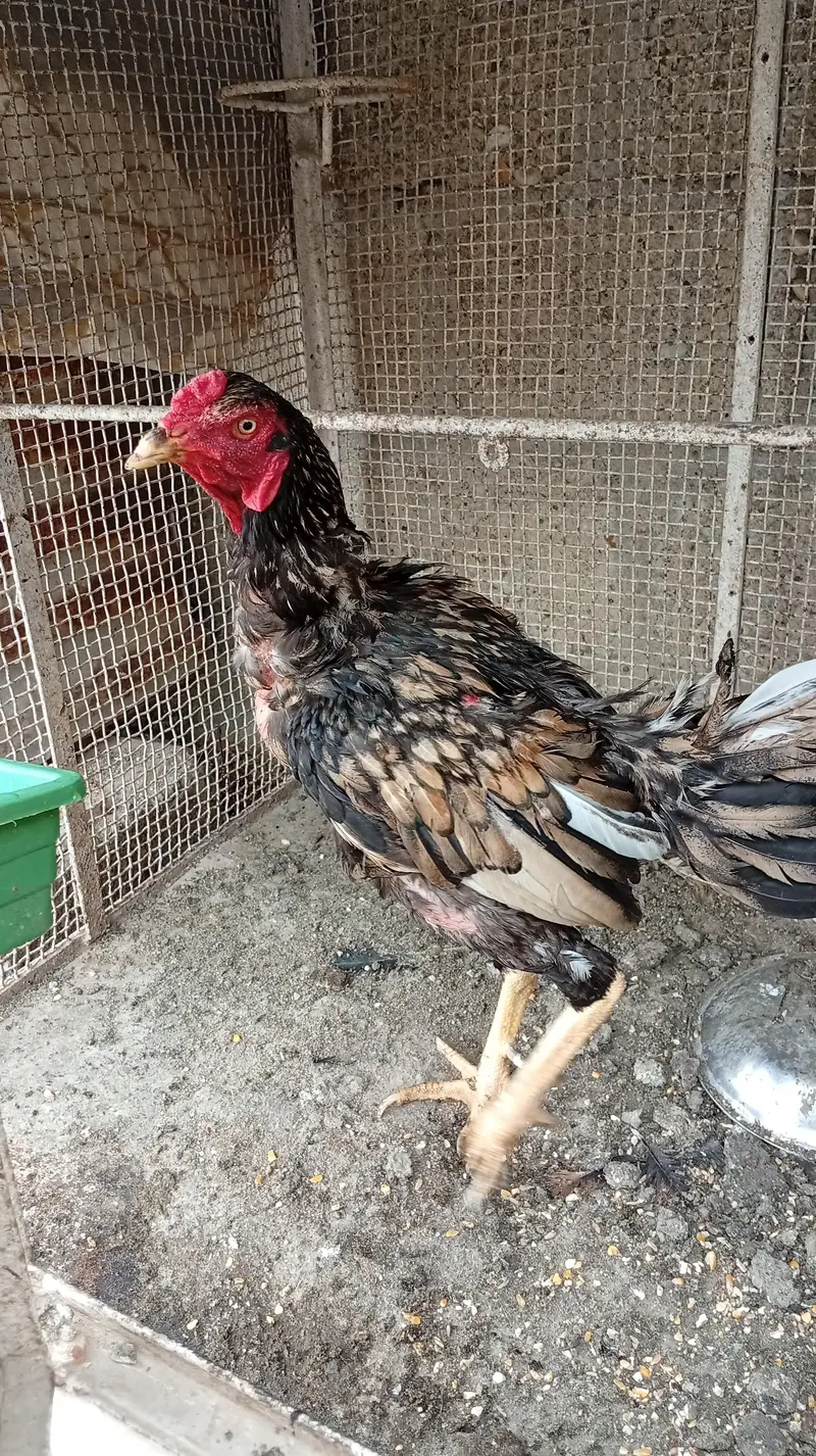 Aseel hens — photo 7