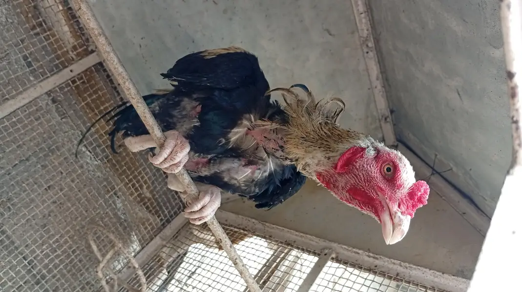 Aseel hens — photo 8
