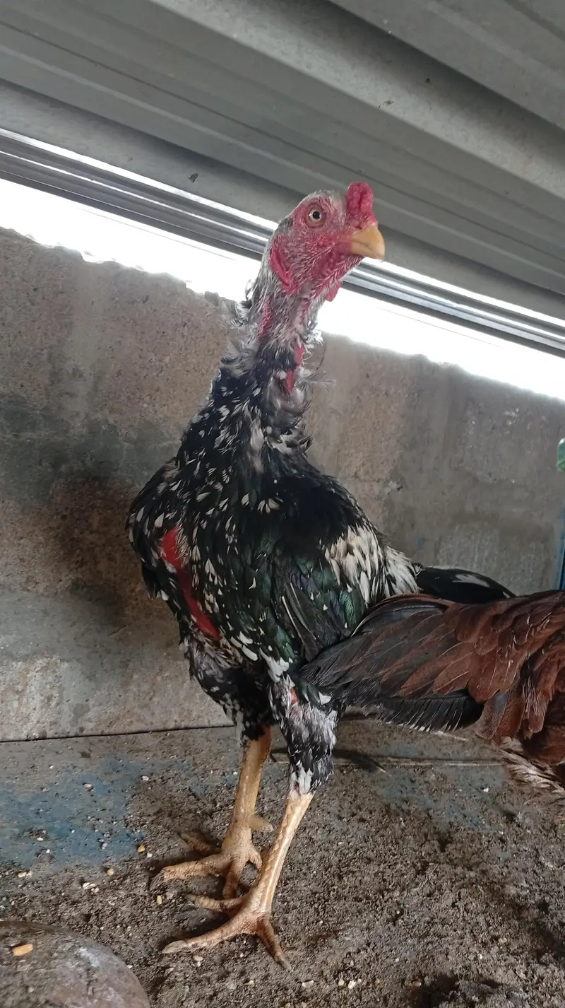Aseel hens — photo 9