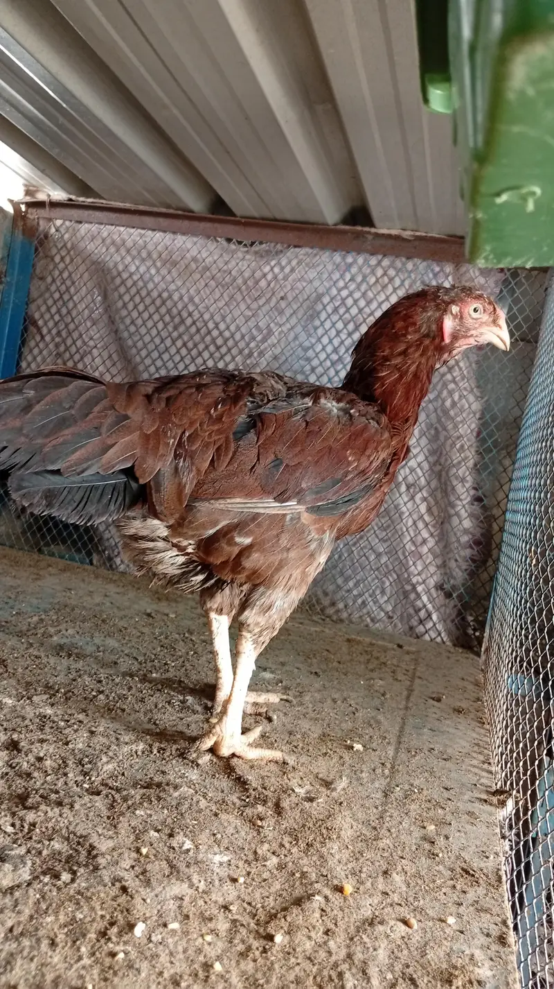 Aseel hens — photo 10