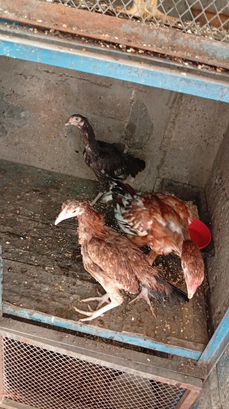 Aseel hens — photo 11