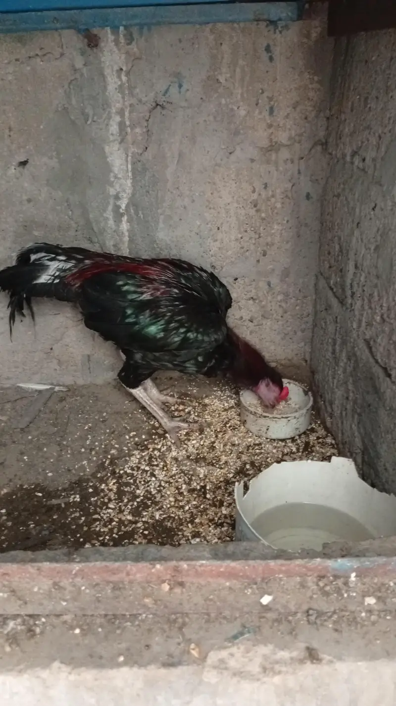 Aseel hens — photo 12