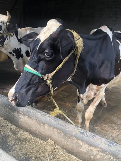 Australian cow