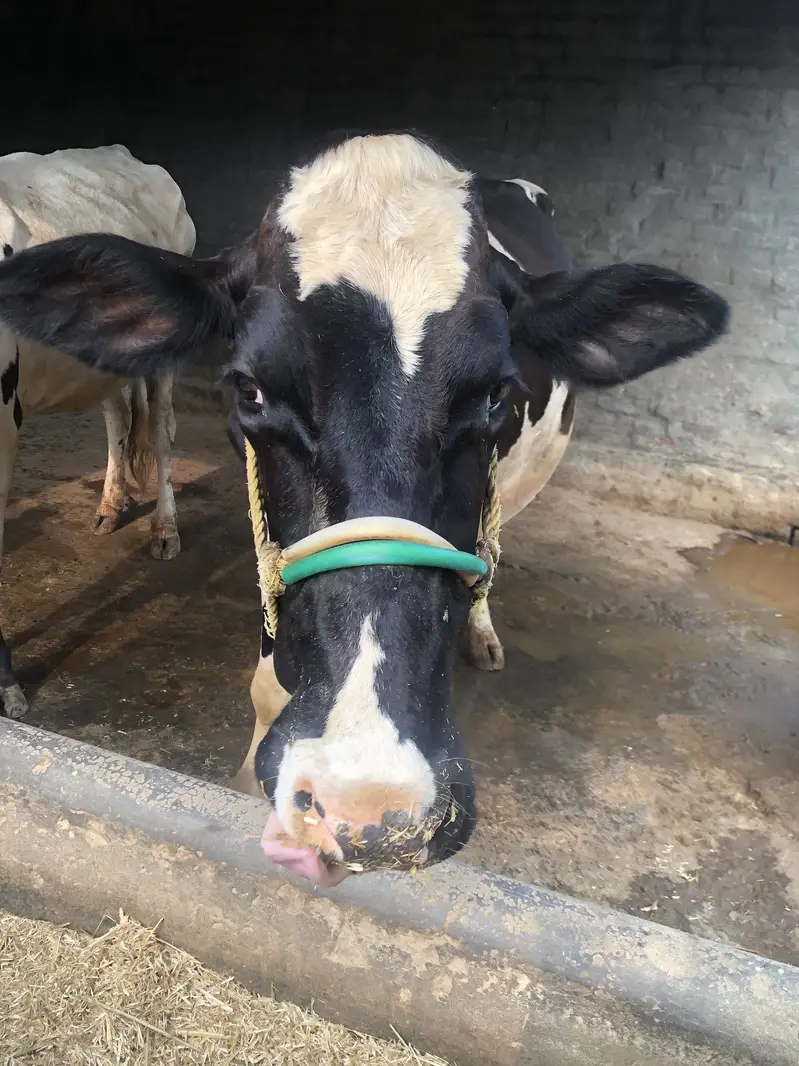 Australian cow — photo 2