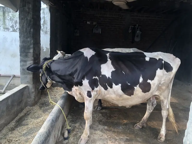 Australian cow — photo 3