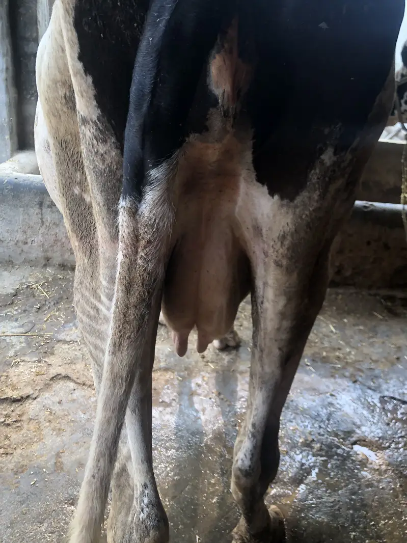 Australian cow — photo 4