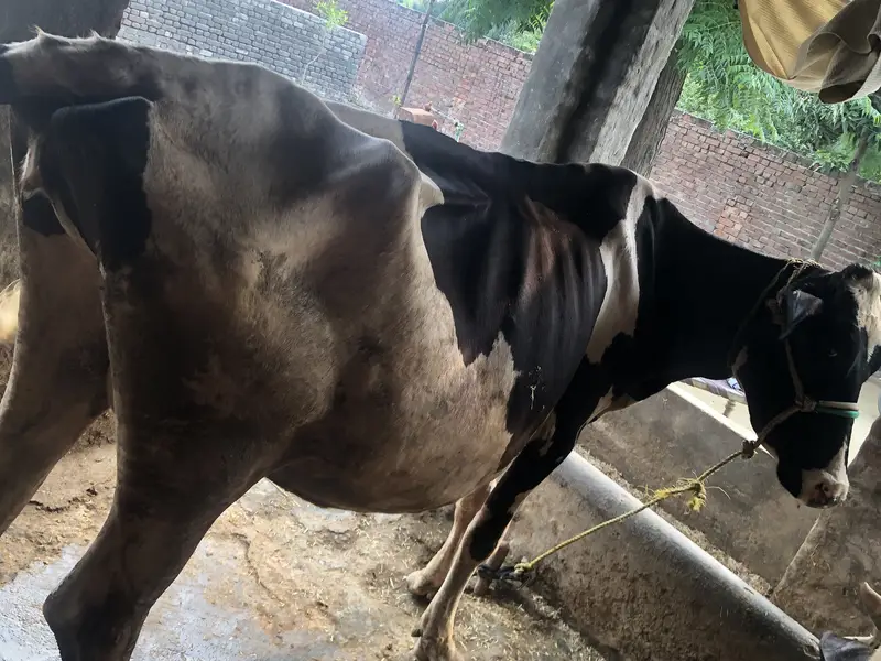 Australian cow — photo 5
