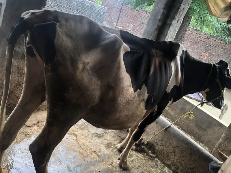 Australian cow — photo 6