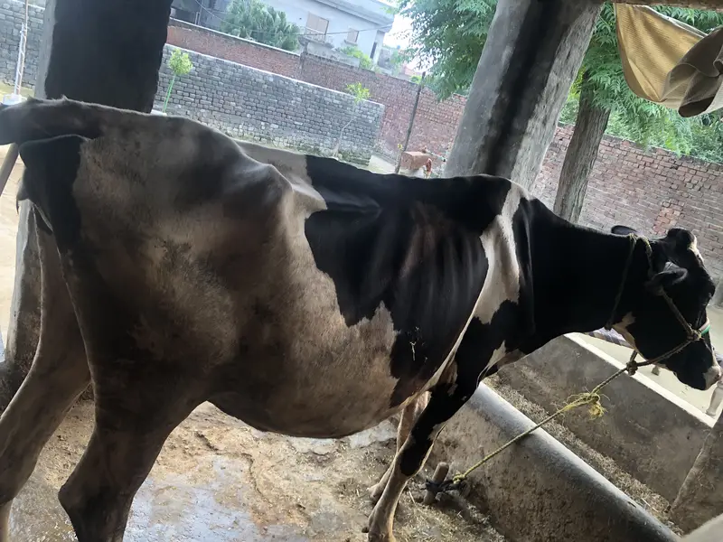 Australian cow — photo 7
