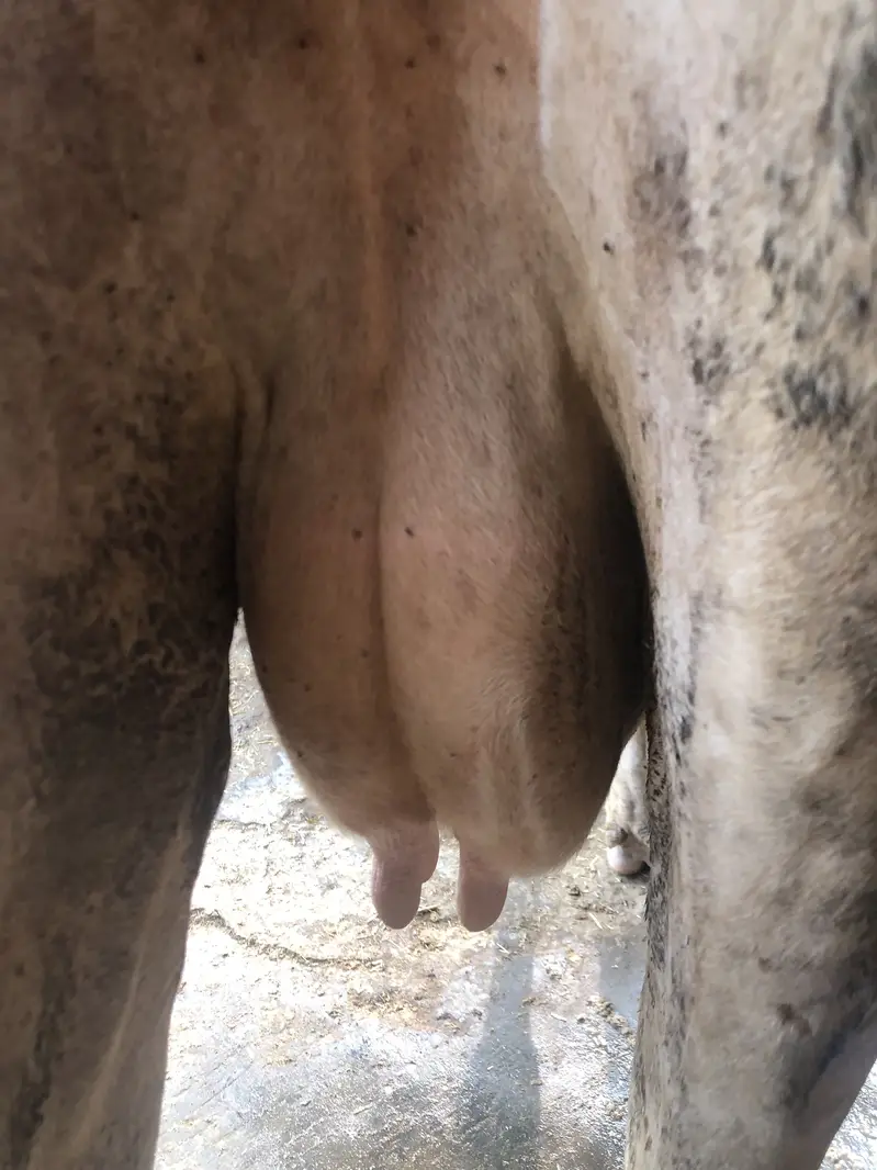 Australian cow — photo 8