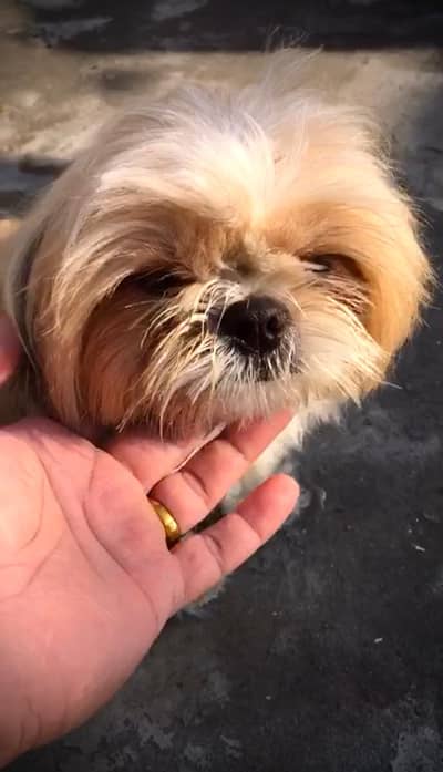 Premium quality shih tzu female for sale in lahore