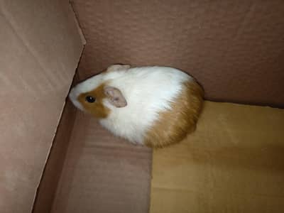 hemster ; genui pig