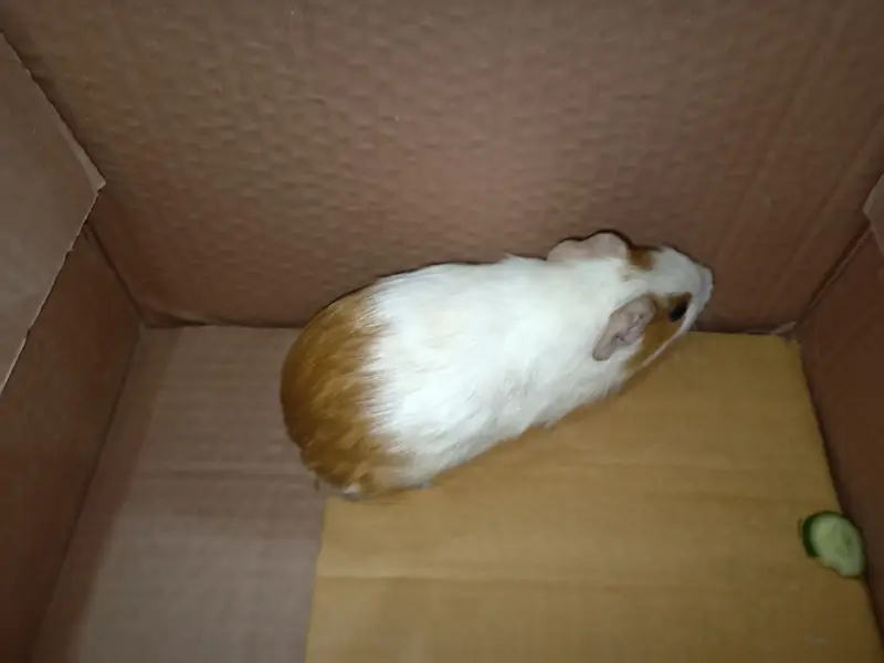 hemster ; genui pig — photo 3