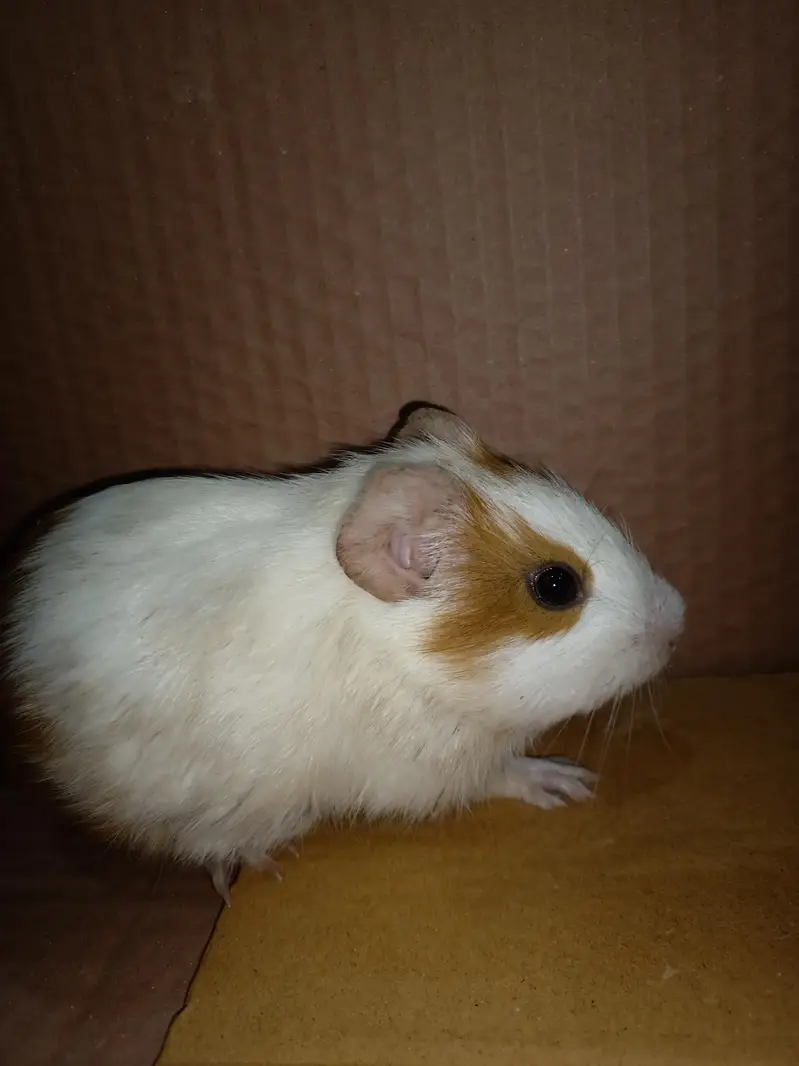 hemster ; genui pig — photo 4