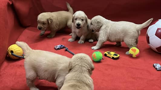 Golden retriever puppies