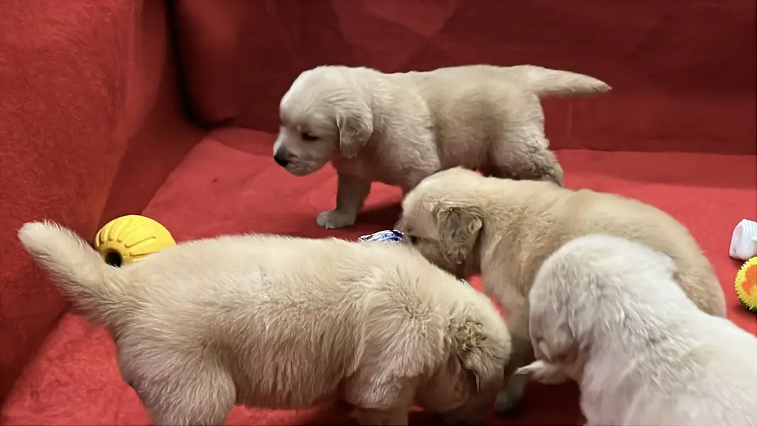 Premium Golden Retriever Puppies | Show Quality dog — photo 2