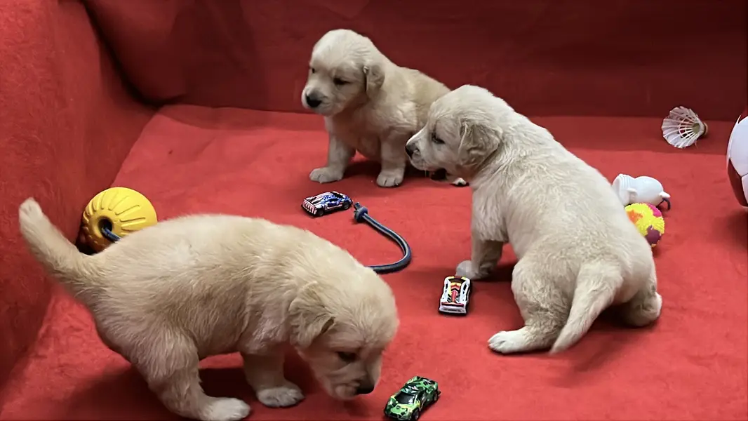 Premium Golden Retriever Puppies | Show Quality dog — photo 3