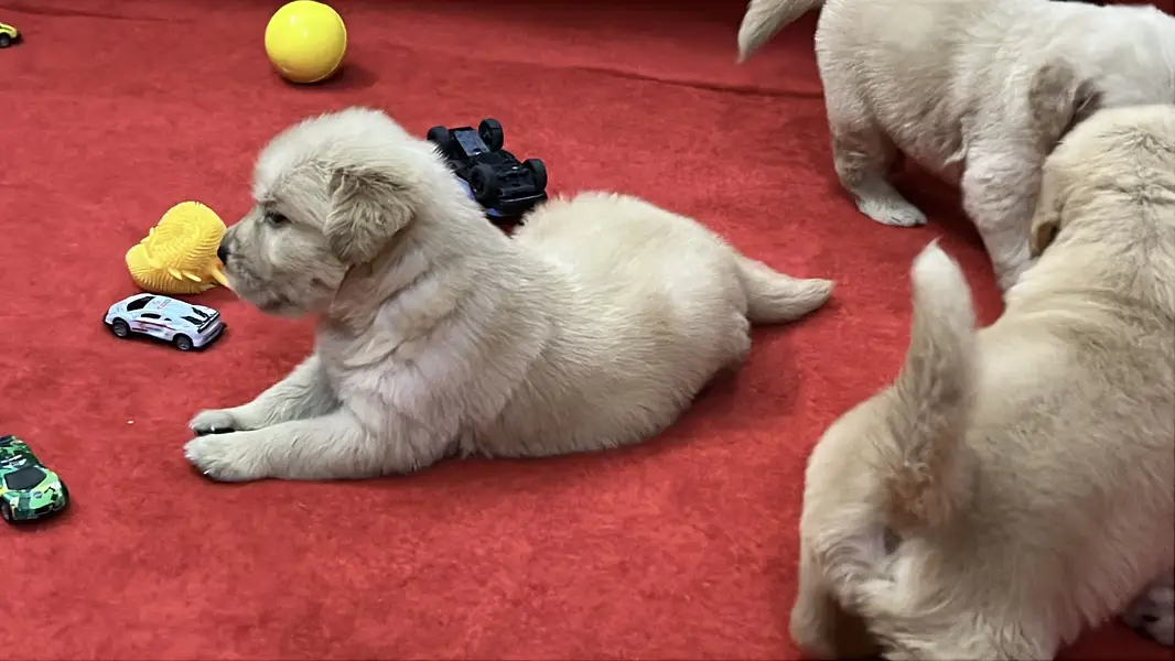 Premium Golden Retriever Puppies | Show Quality dog — photo 4