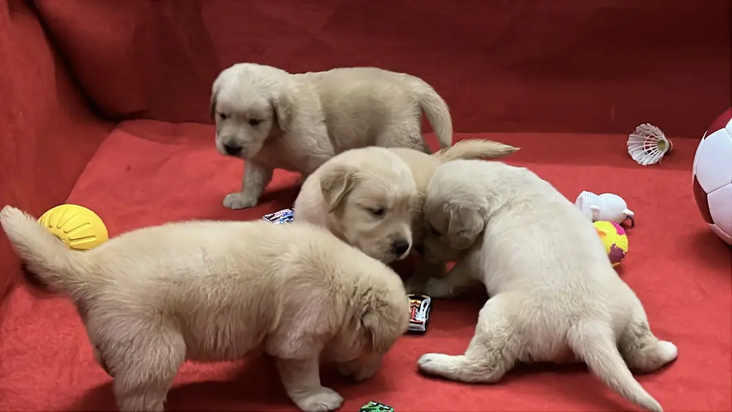 Premium Golden Retriever Puppies | Show Quality dog — photo 5