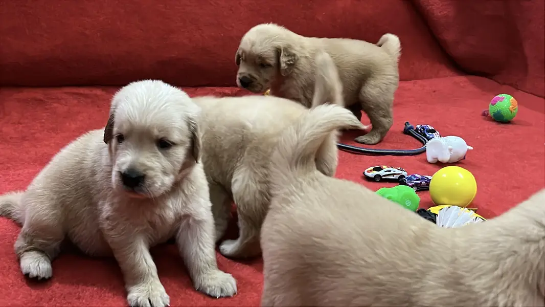 Premium Golden Retriever Puppies | Show Quality dog — photo 6