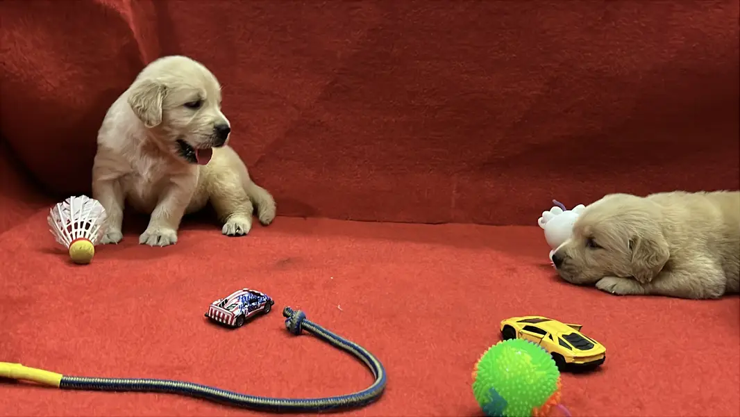 Premium Golden Retriever Puppies | Show Quality dog — photo 7