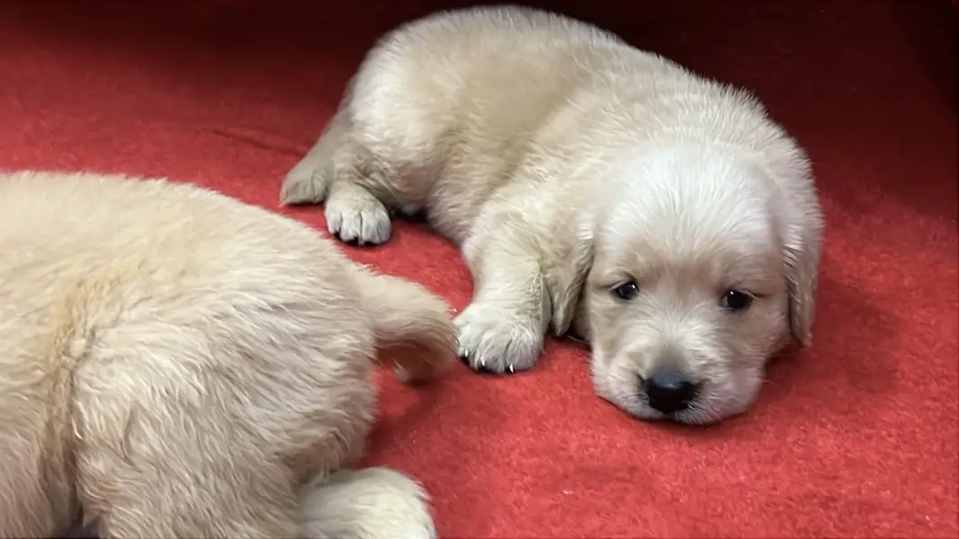 Premium Golden Retriever Puppies | Show Quality dog — photo 8