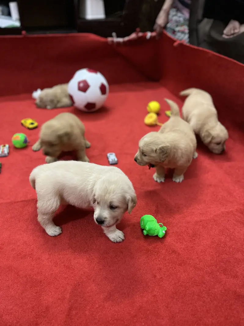 Premium Golden Retriever Puppies | Show Quality dog — photo 9