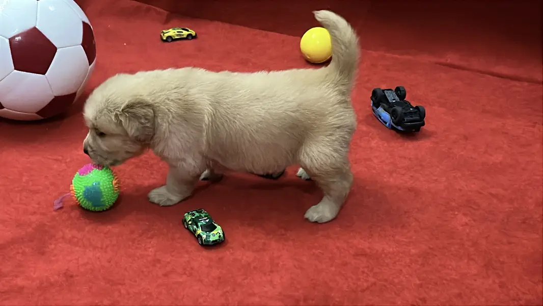 Premium Golden Retriever Puppies | Show Quality dog — photo 10