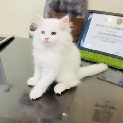 (Persian female kitten) (for sale all) (Pakistan delivery available)