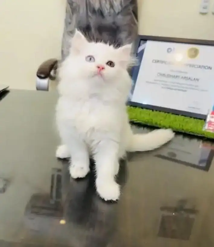 (Persian female kitten) (for sale all) (Pakistan delivery available) — photo 2