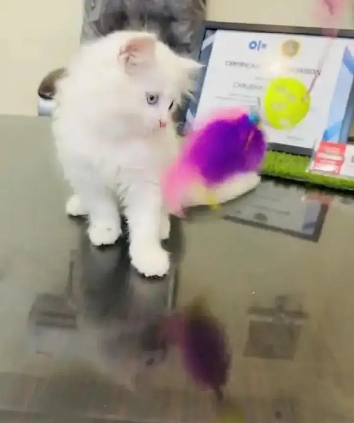 (Persian female kitten) (for sale all) (Pakistan delivery available) — photo 3