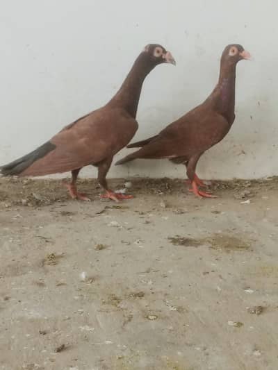 red English carrier pair one pair king pigeon frill pigeon
