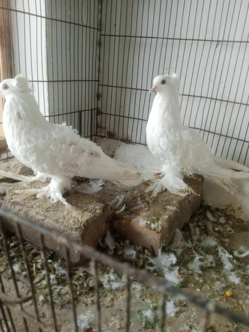 red English carrier pair one pair king pigeon frill pigeon — photo 2