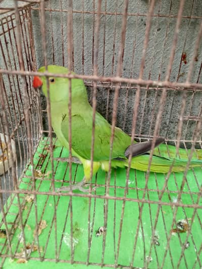 Green parrot female for sale