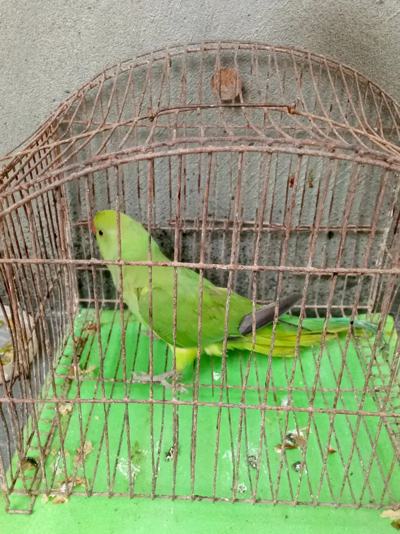 Green parrot female for sale — photo 2