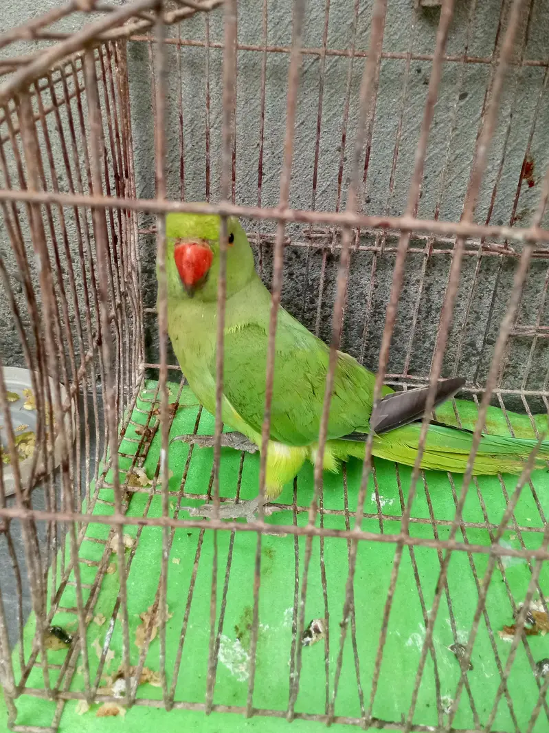 Green parrot female for sale — photo 3