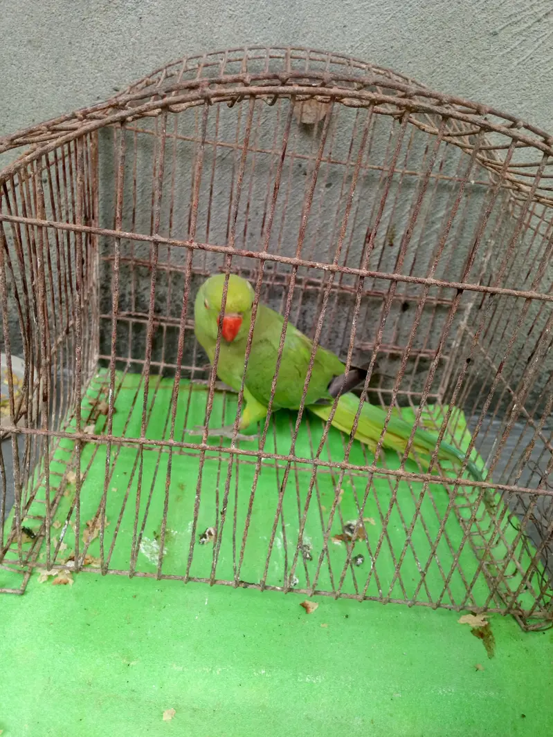 Green parrot female for sale — photo 4