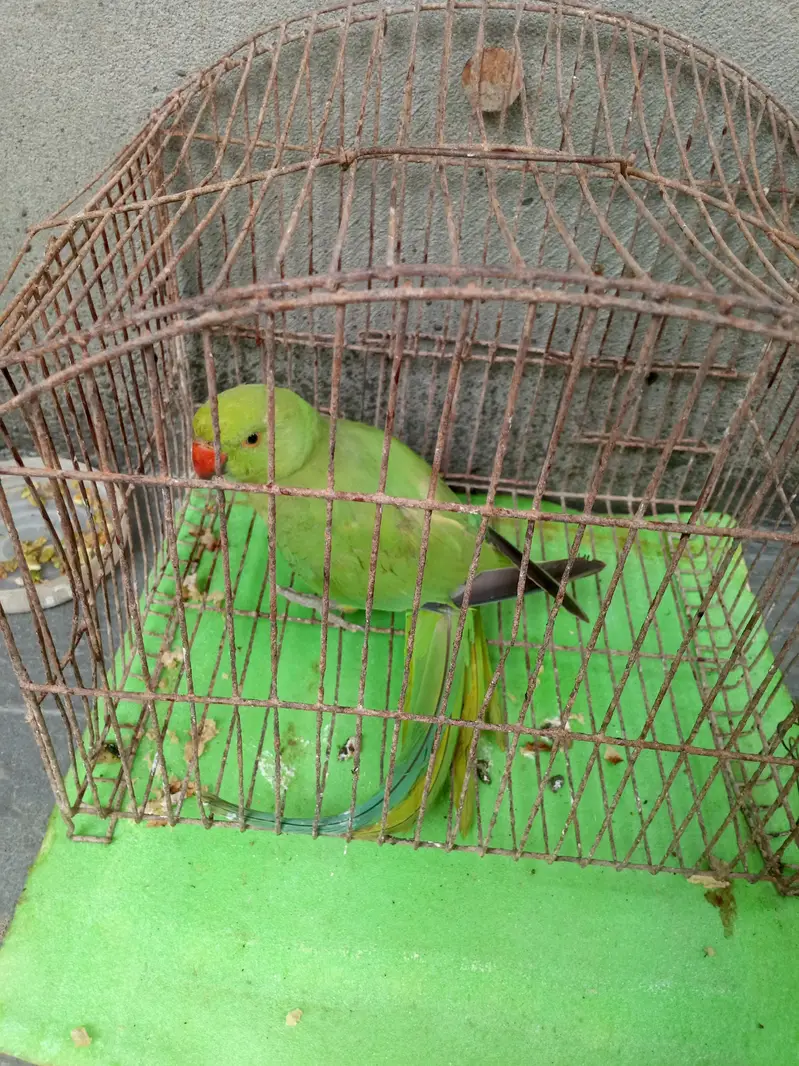 Green parrot female for sale — photo 5
