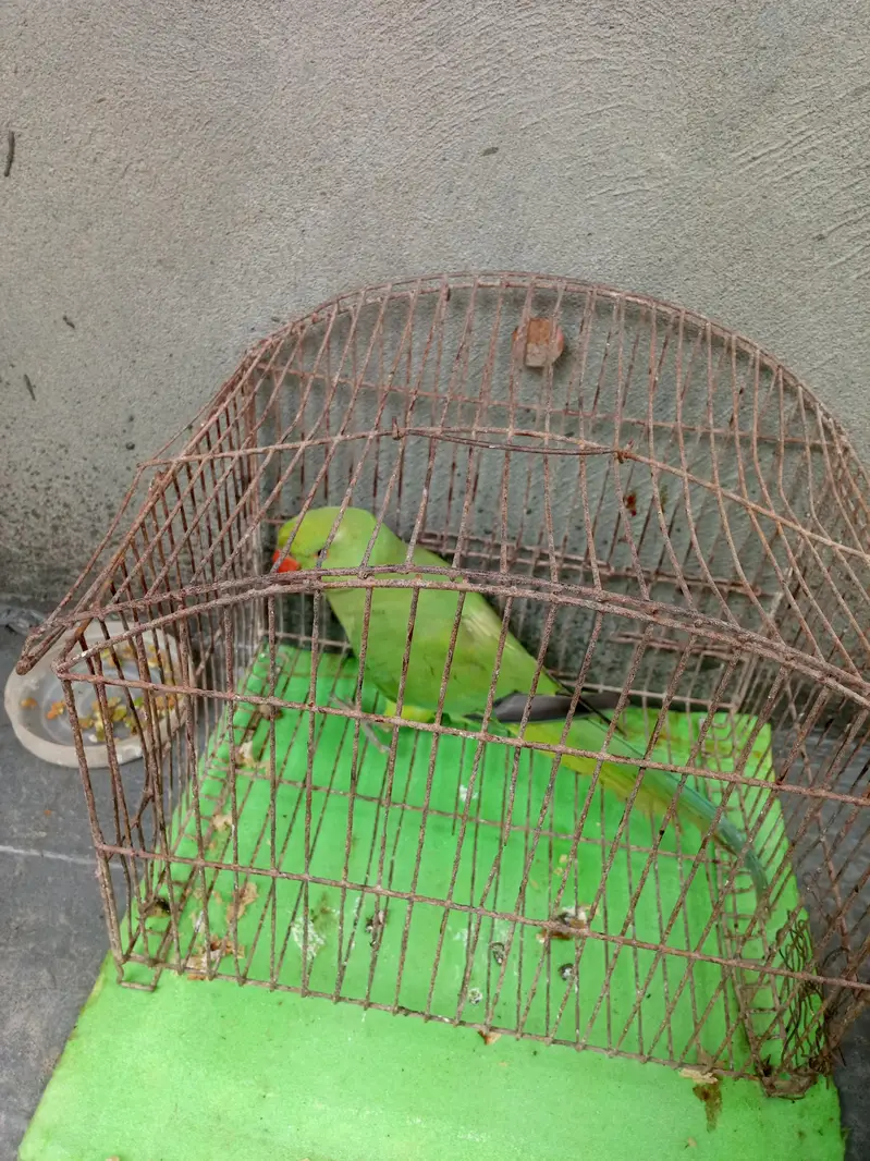 Green parrot female for sale — photo 6